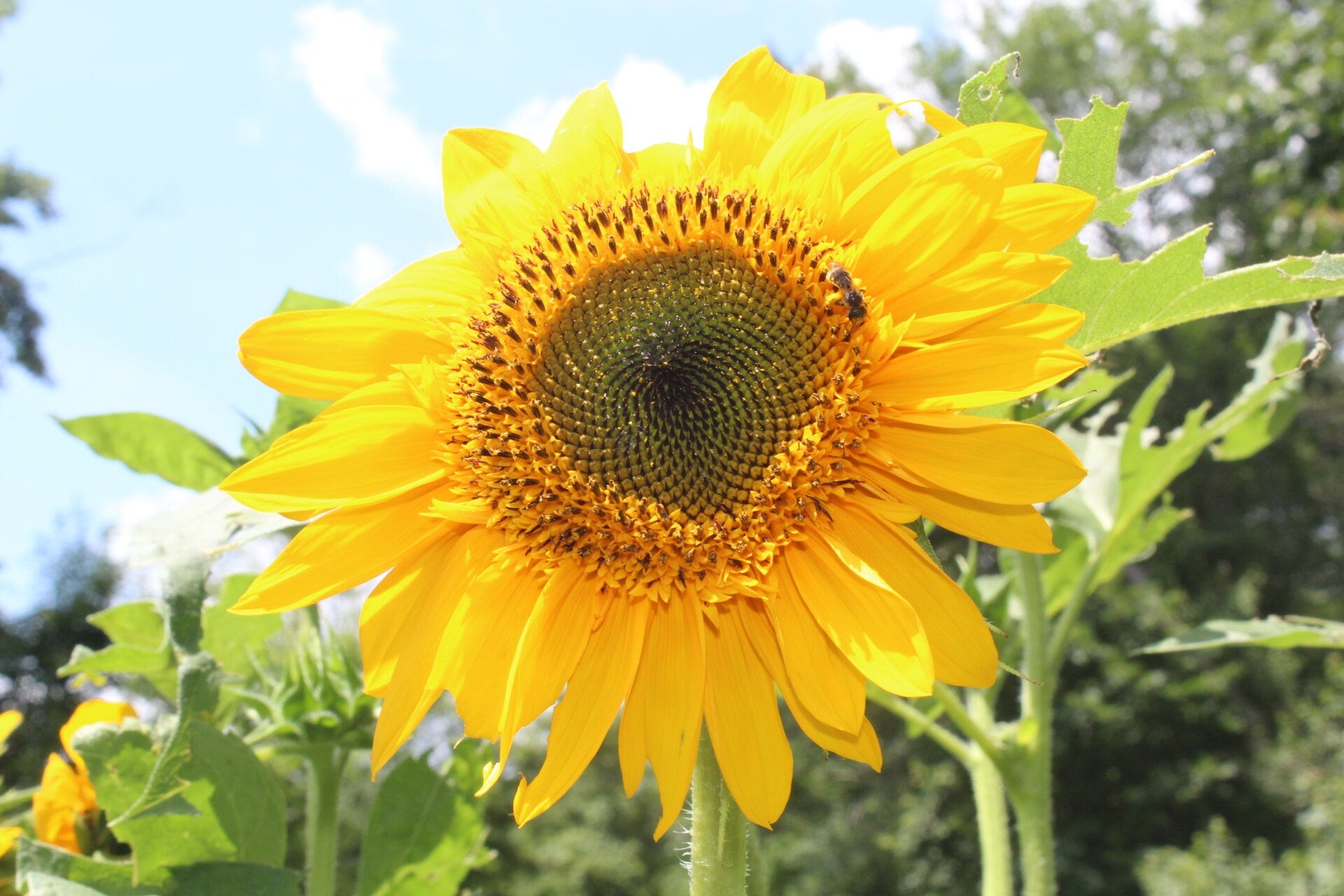 Rainbow Garden Seed Kit – Pollinator-Friendly Flower Seeds for Bees & Butterflies