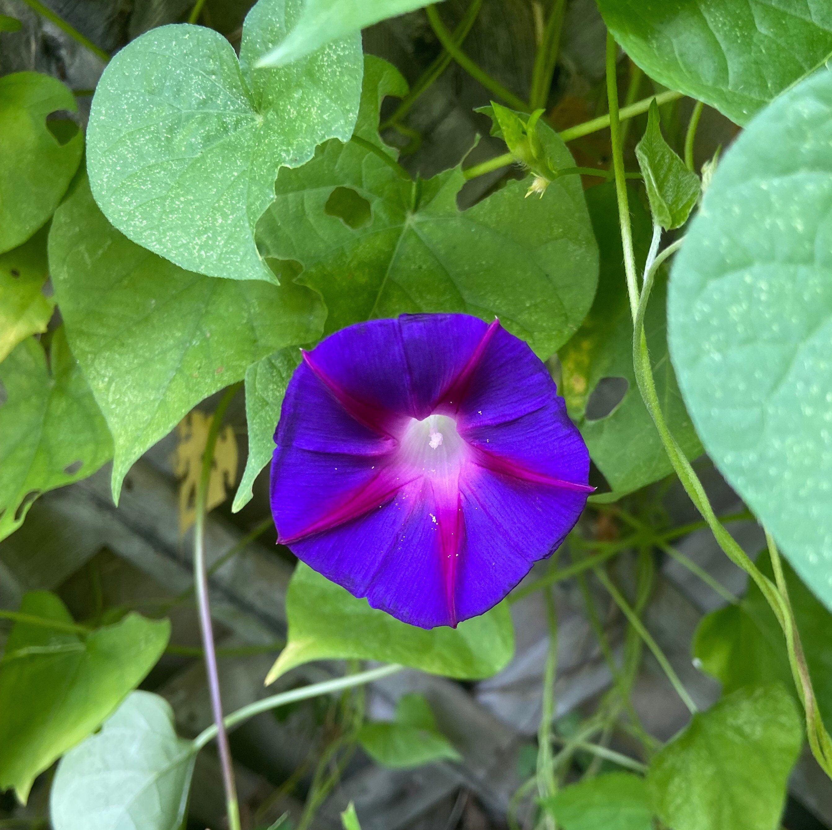 Chakra Flower Seed Tin – Mindful Gardening Gift for Yoga & Meditation Lovers